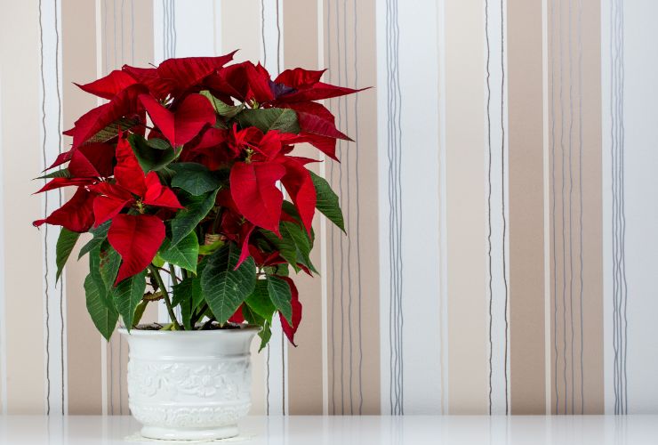 stella di natale sul pavimento 