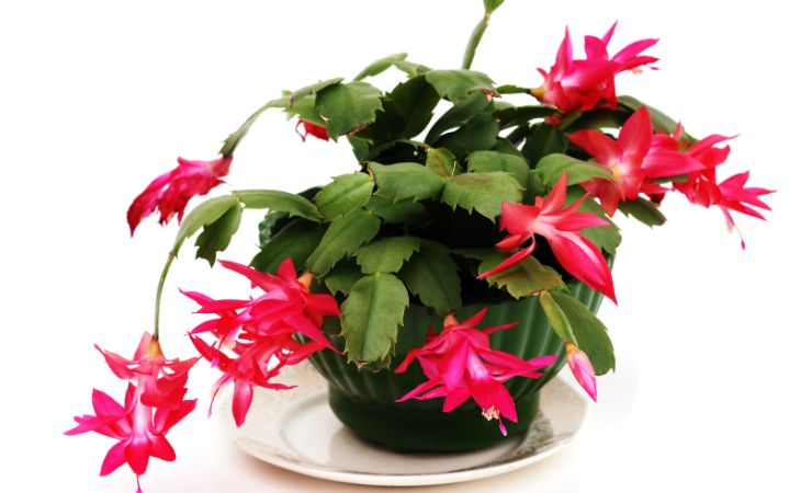 cactus di natale in vaso