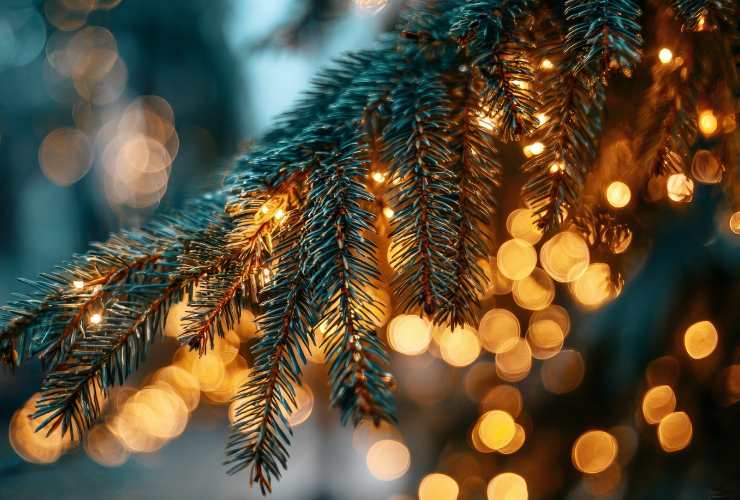 ramo dell'albero di natale